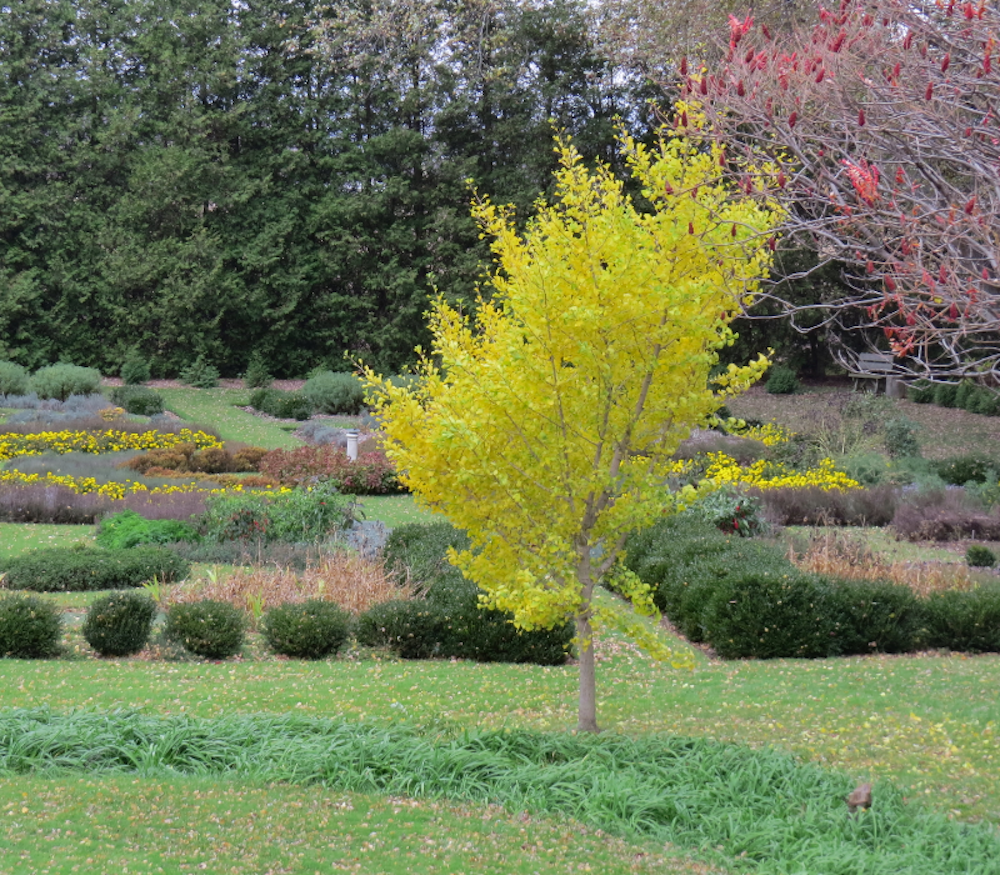 Ginko Clock /Fall back